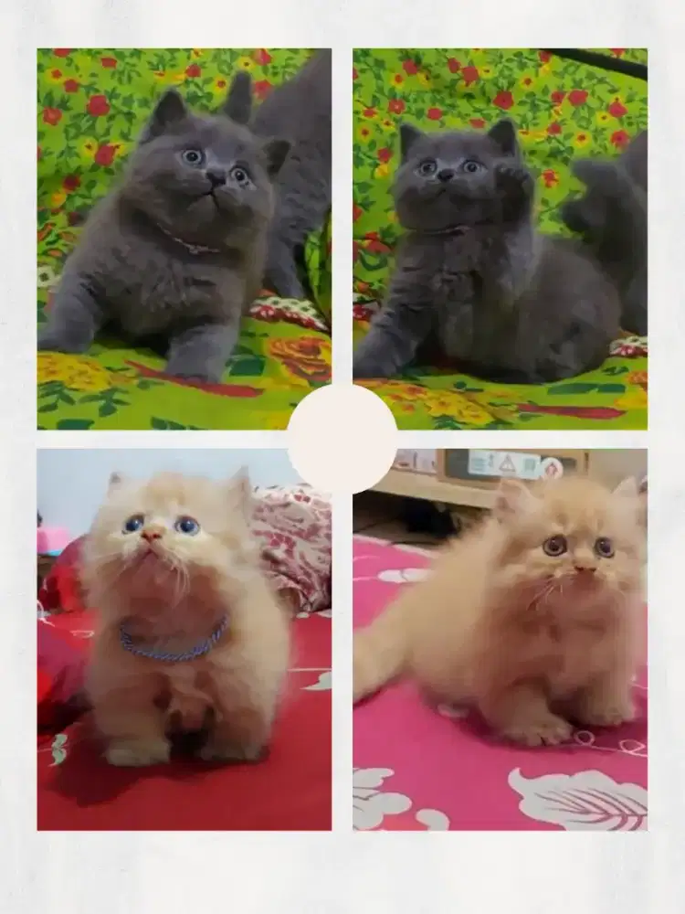Sepasang BSH Blue Betina dan Munchkin Minuete Jantan
