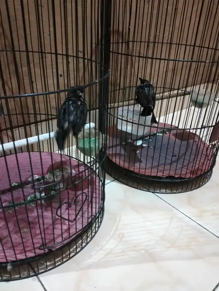 Burung kutilang tangkapan alam