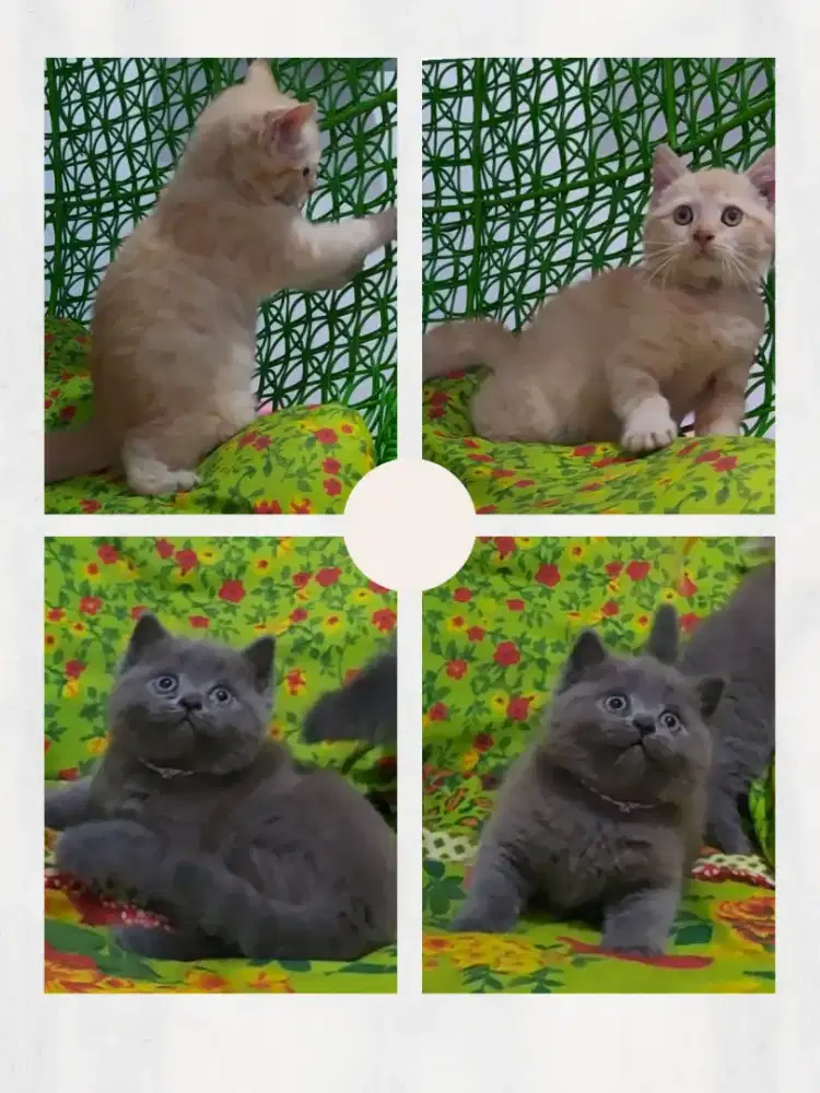 Sepasang British Short Hair Blue Betina dan BSH NS Red Jantan