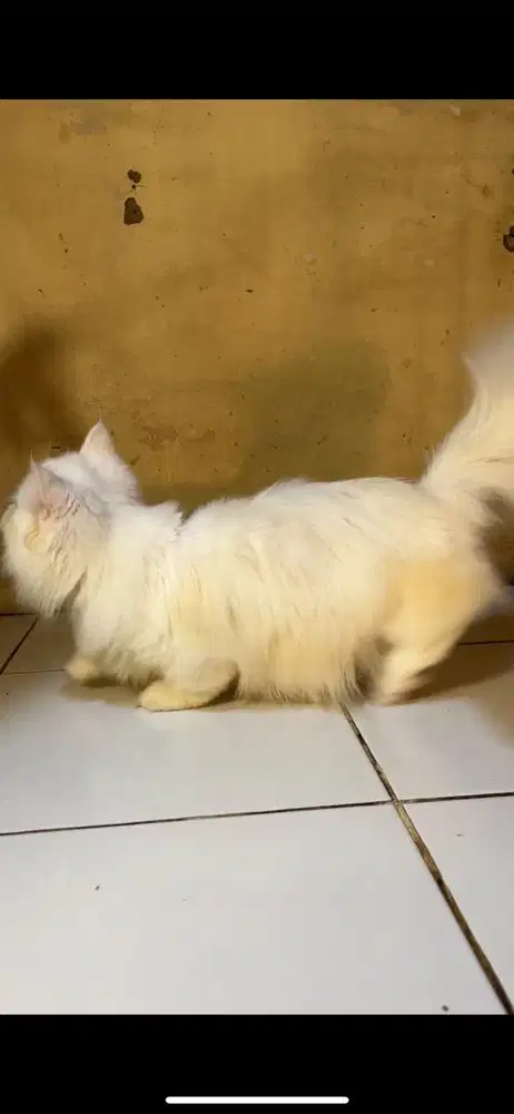 Munchkin jantan 6bln