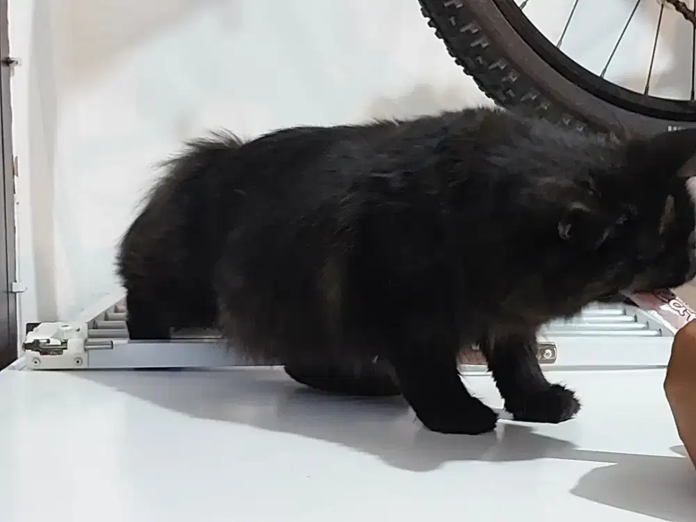 Adopsi kucing persia