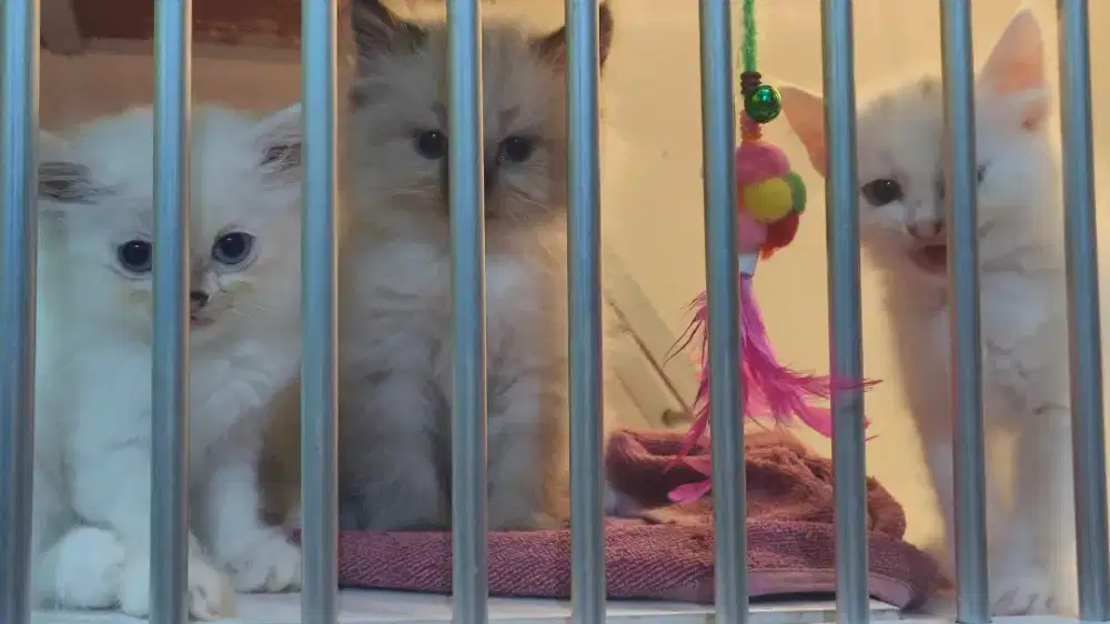 Kitten/Anak Kucing Himalaya X Persia