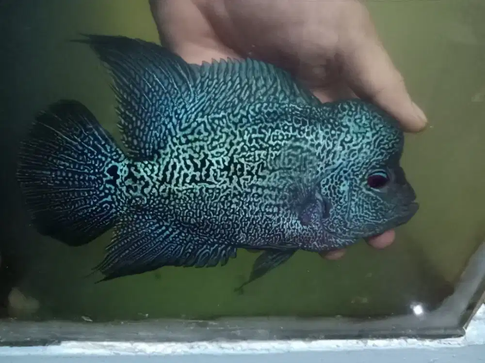 lohan/louhan satu pasang