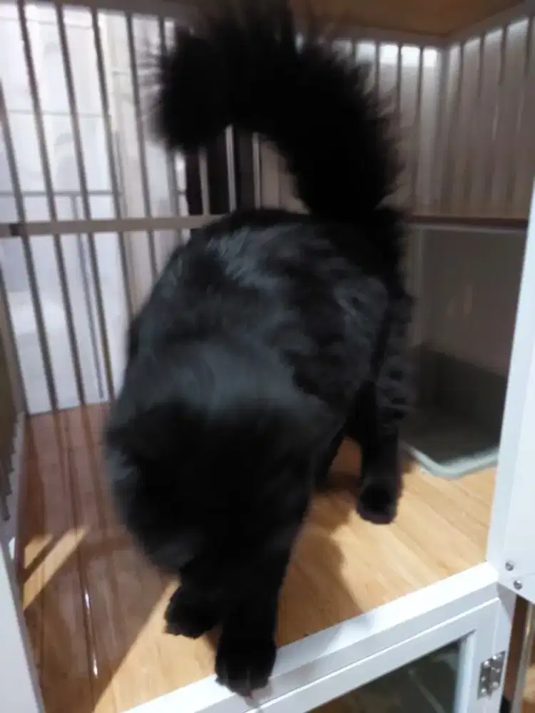 Lepas adopt persia jantan