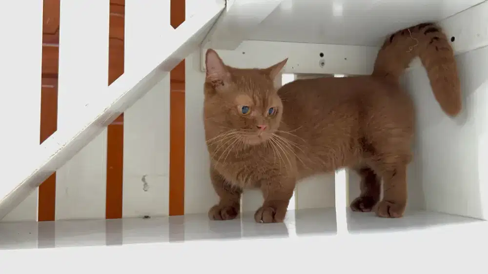 Bsh british shorthair munchkin cinnamon calon pejantan 8 bilan ped icc