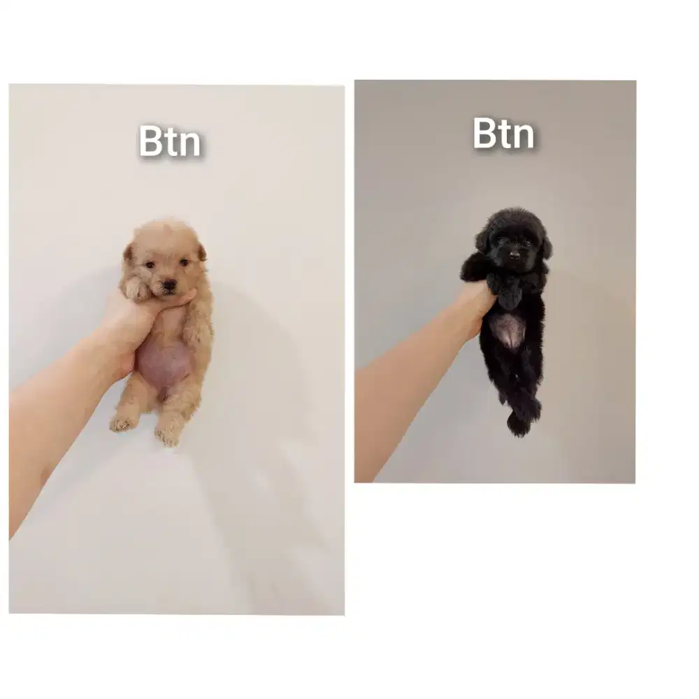 puppy poodle mix pomerian.pompoo. No php !!!