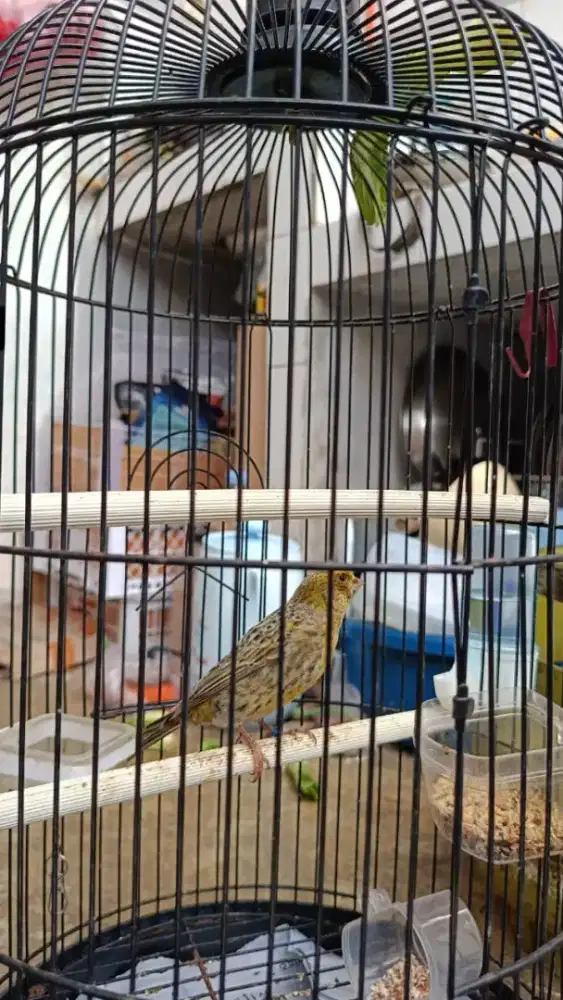 Kenari Lizard ring 24 Nego