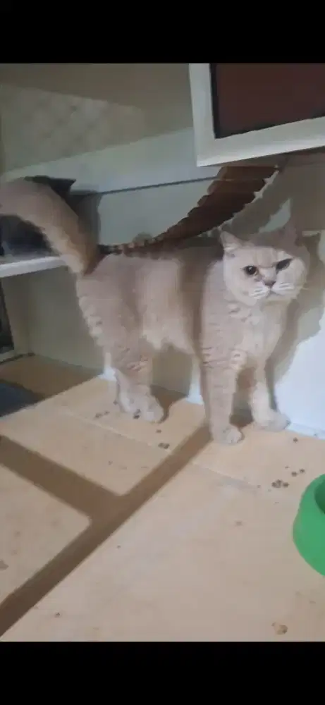 Indukan british shorthair bsh lilac golden double ped betina proven