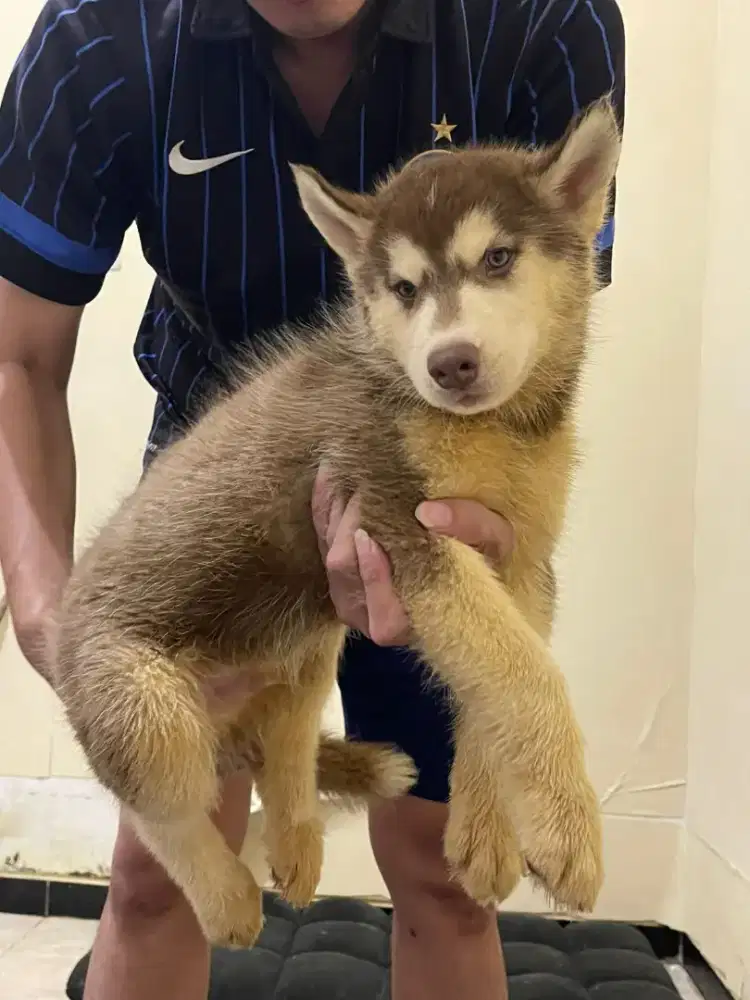 Husky Big Bone Premium