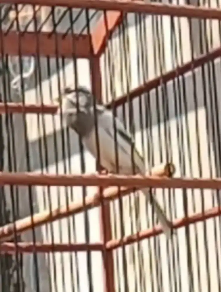 Burung kenari pejantan panda simetris gacor siap di dadak