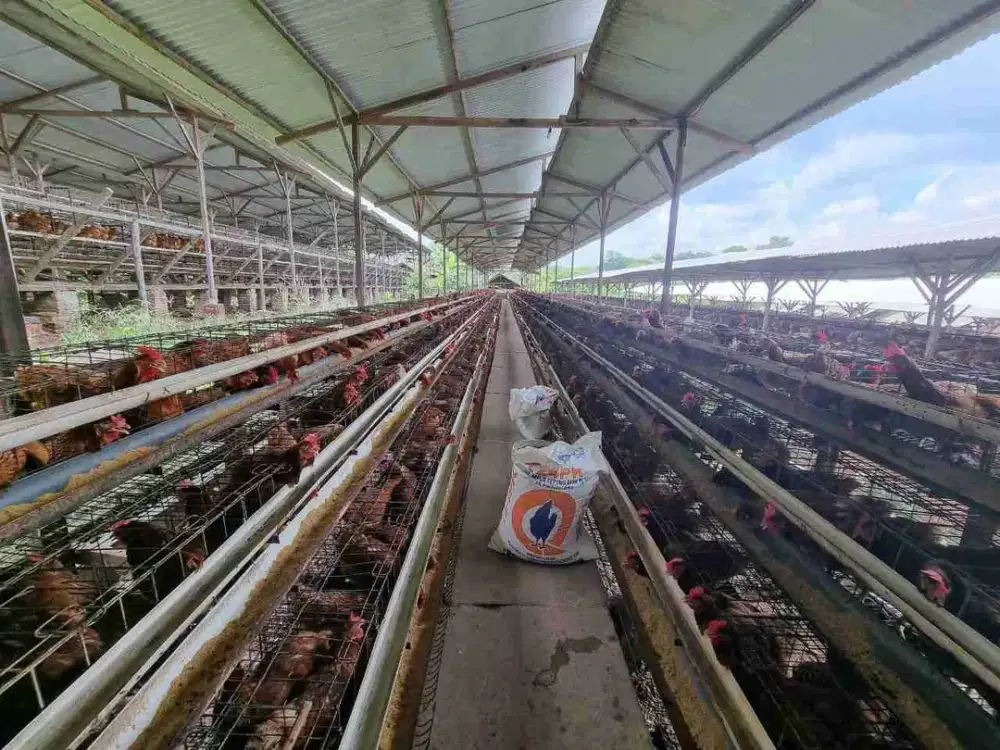 Bangunan Komersil Usaha Ternak Ayam Aktif Luas di Polokarto