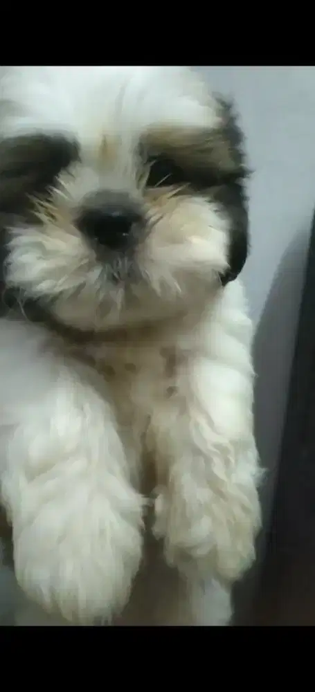 mini shihtzu kosongan