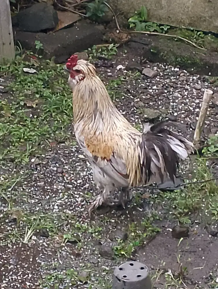 Ayam hias Brahma mix chochin unik bukan Kate Serama Pelung ketawa