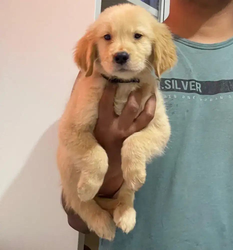 Golden Retriever Puppies Anak Golden Retriever Adopsi Anjing