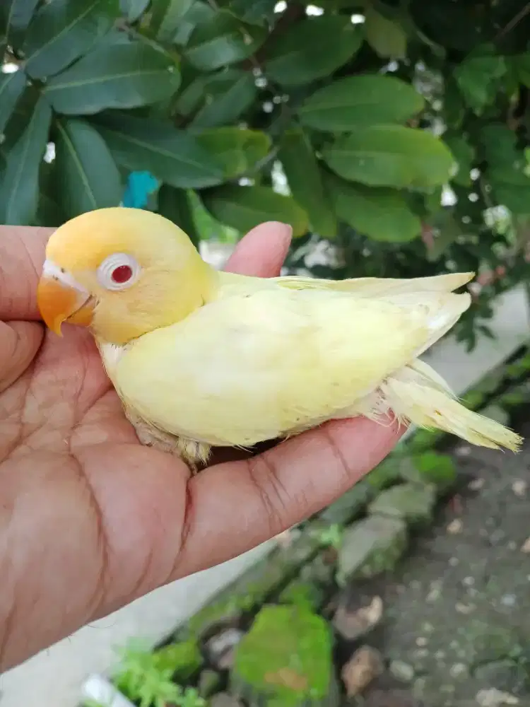 Lolohan lovebird pb cremino MM