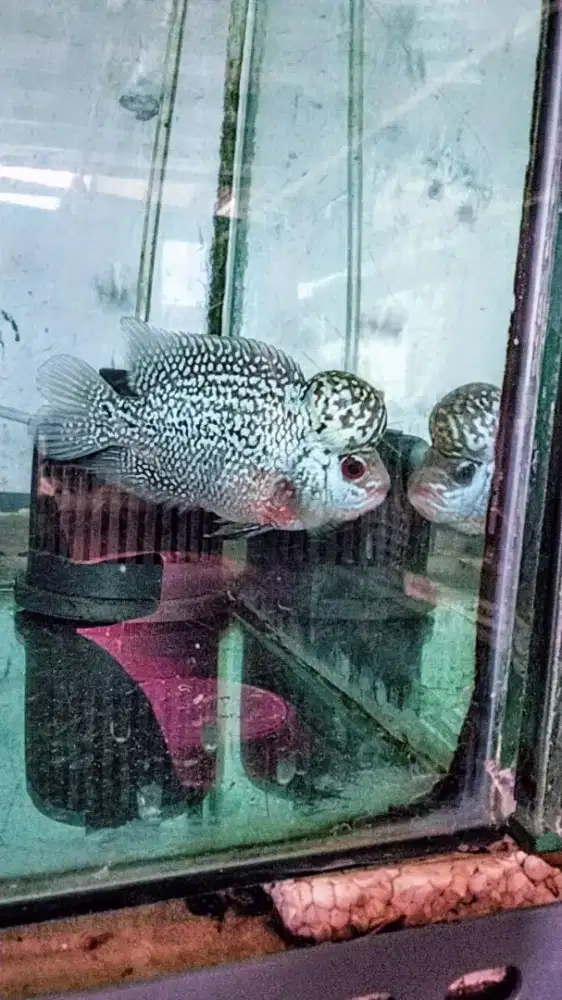 Louhan acdc/f3 jenong