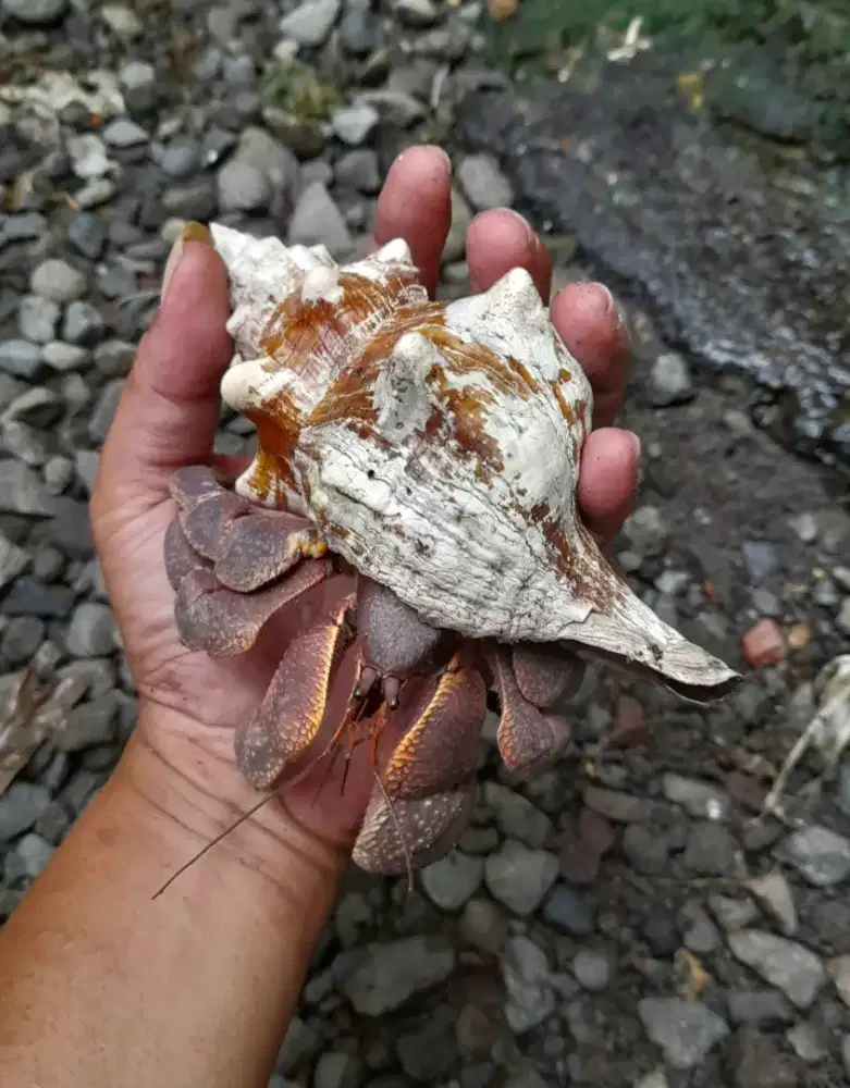 Jumboan Kelomang Sangar