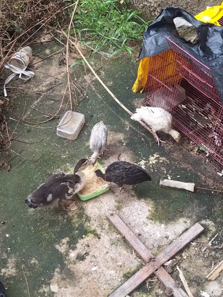 Anak ayam kalkun 3 ekor