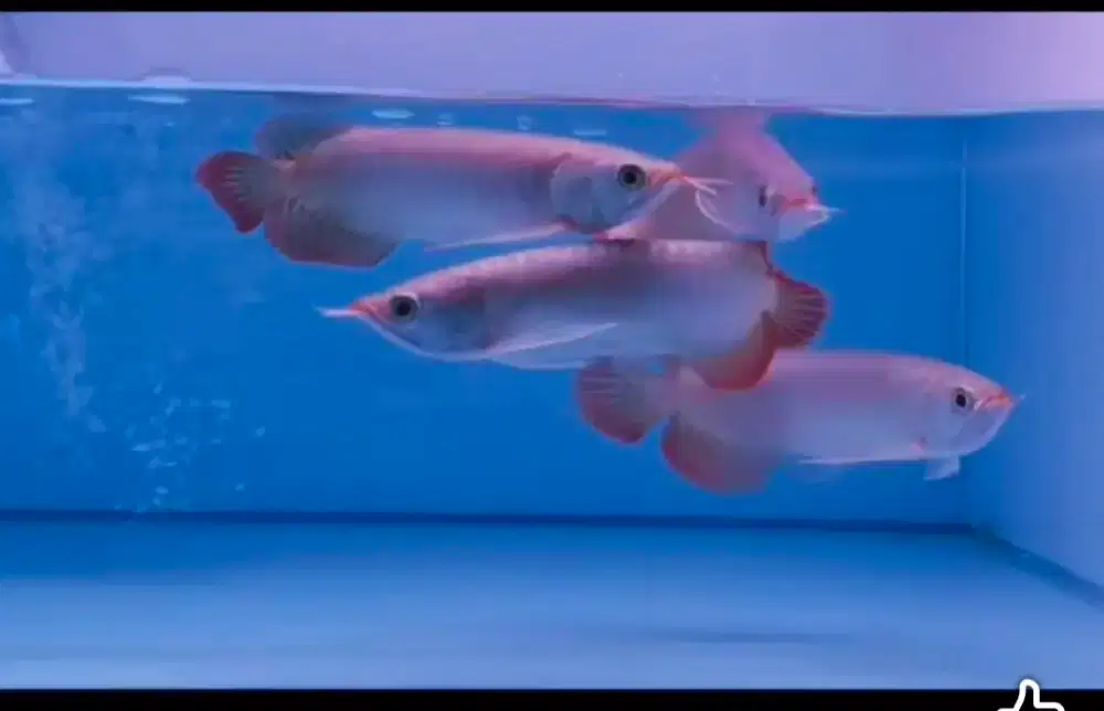 Arwana Arowana super red gen merah ajib -+18cm