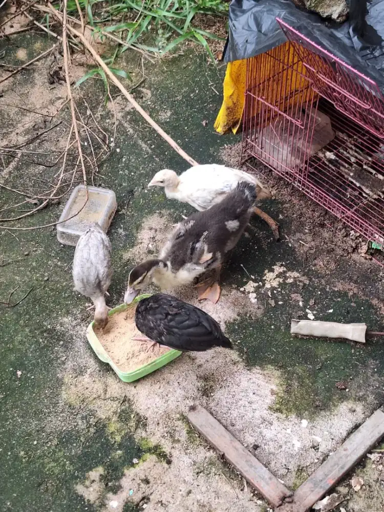 Anak ayam kalkun