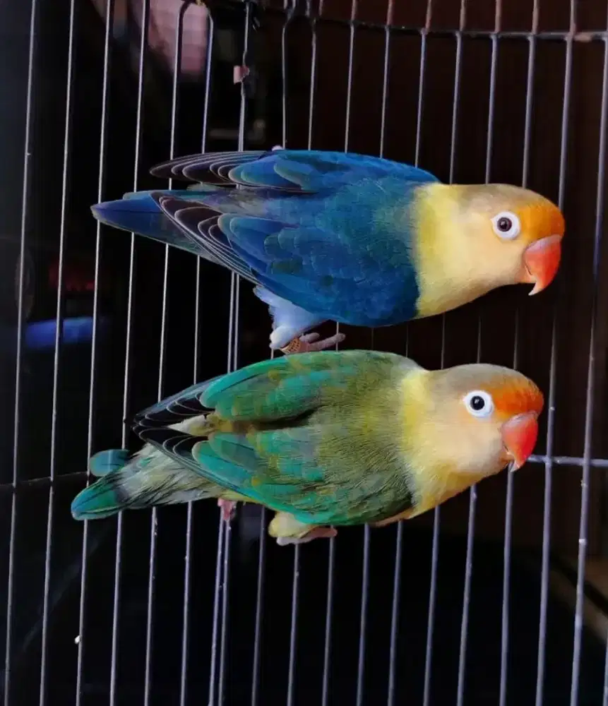 Burung Lovebird prediksi sepasang umur 9 bukalanan