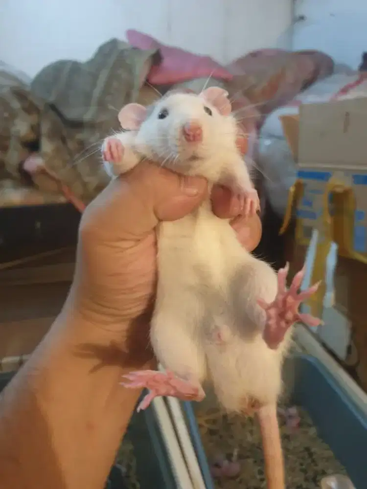 Dumbo Ear Rat / Fancy Rat
