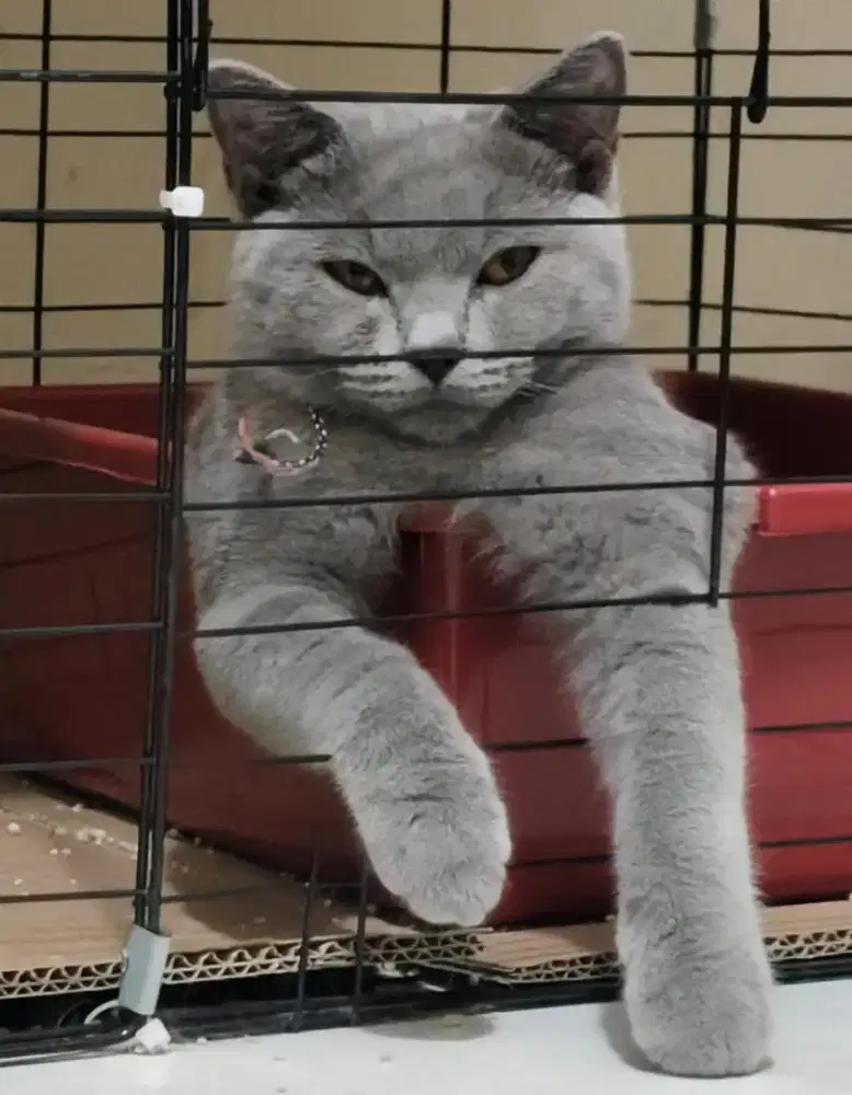 BSH BRITISH SHORTHAIR