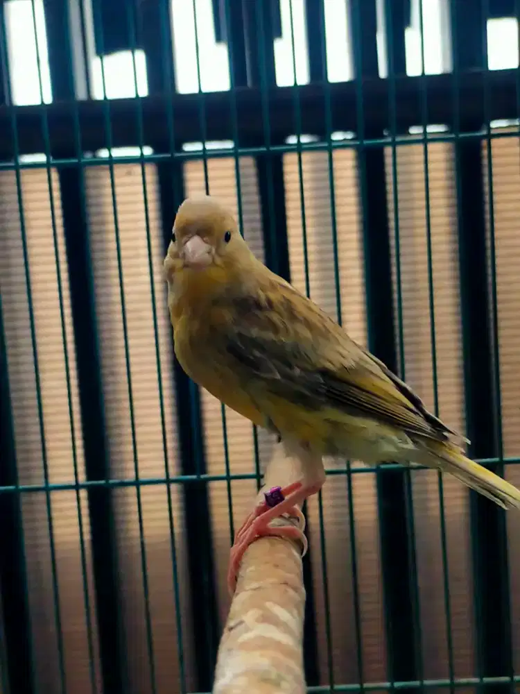 Burung kenari AFsf paud/anak