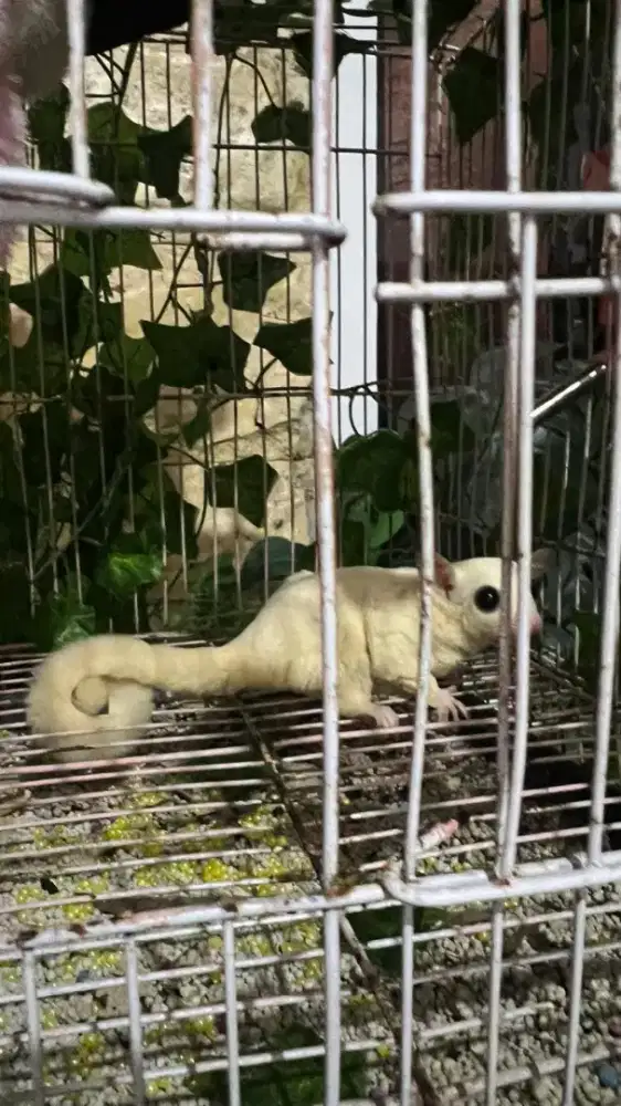 Sugar Glider Leucistic Betina usia 1 Tahun