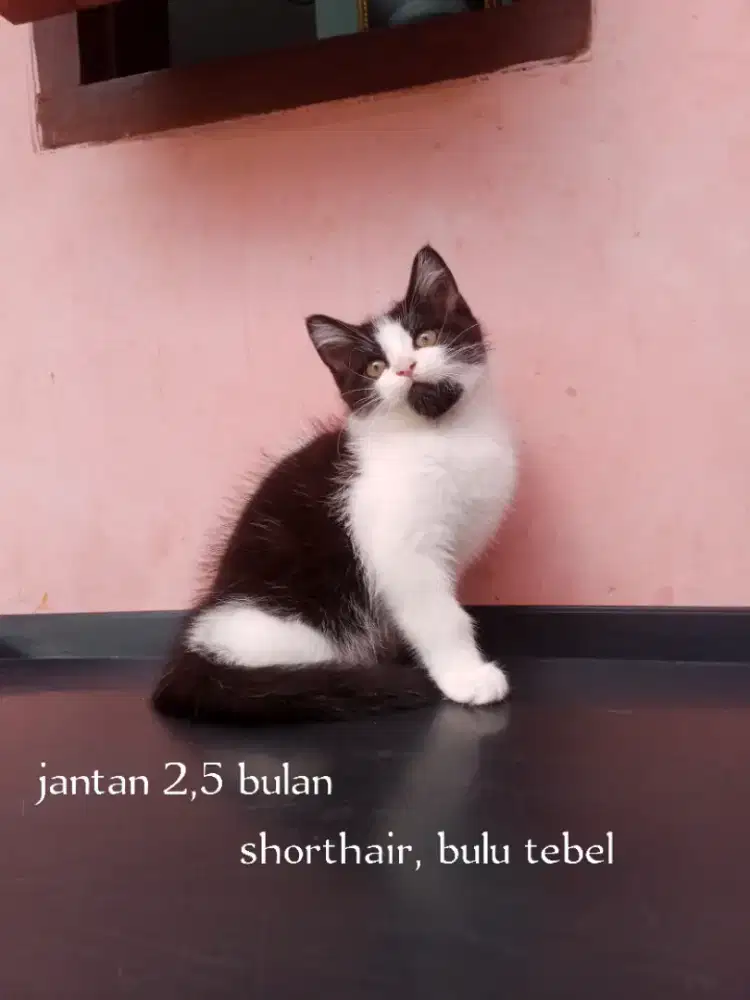 Kucing munchkin non standar