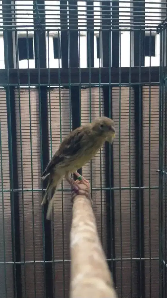 Burung kenari sfbbsfxafsfxf1sf paud/anak