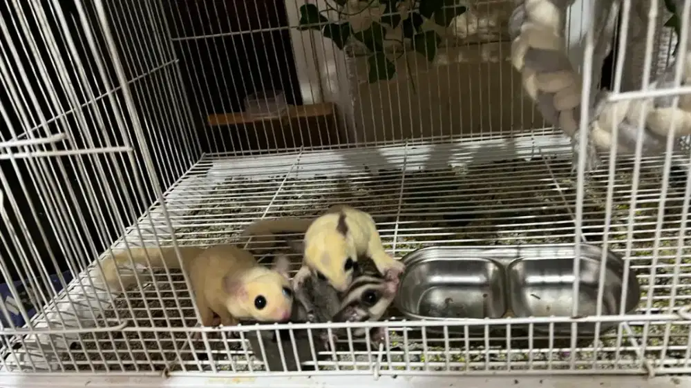 Sugar Glider Indukan Jantan PlatMoz + Betina Leu+ Anak Classic Grey
