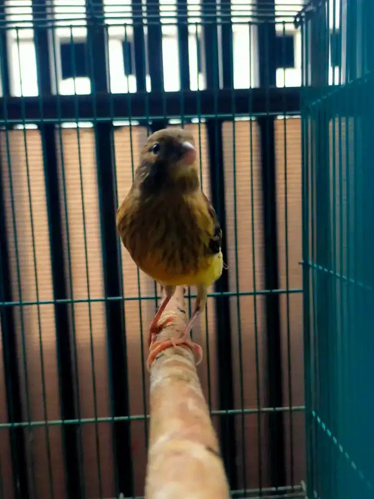 Burung kenari trah sf paud/anak