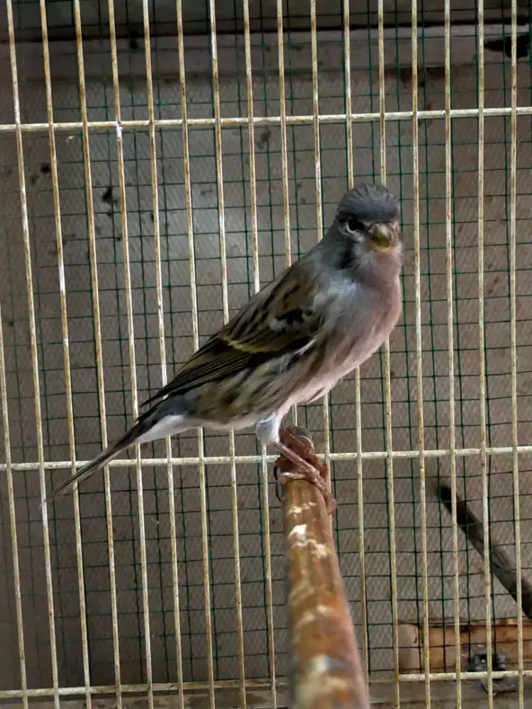 Burung kenari afrasmi betina siapan