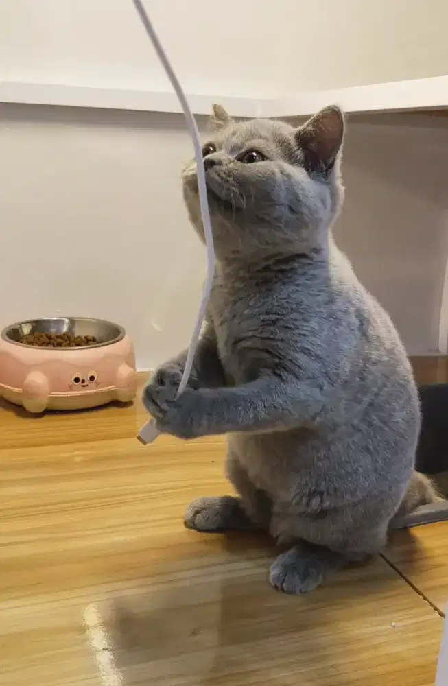 kucing Britis short hair ( BSH )