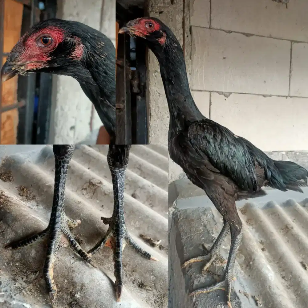 Bangkok, pakhoy Koytrad derean