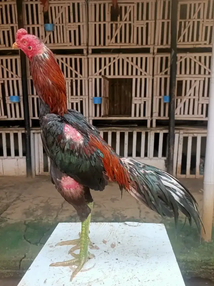 Pakhoy Mangon koyngon