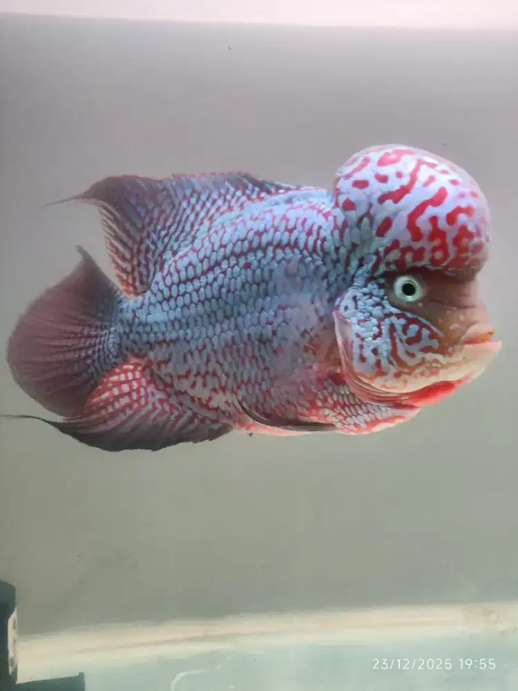 Ikan louhan kamfa F2