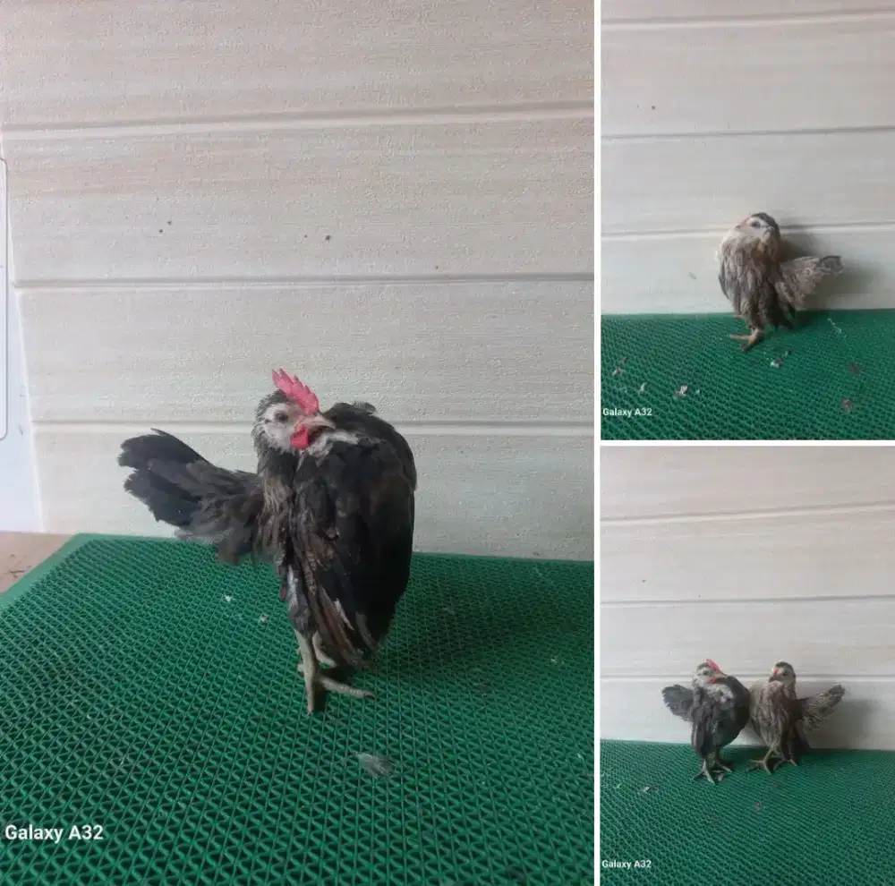 Sepasang serama selam