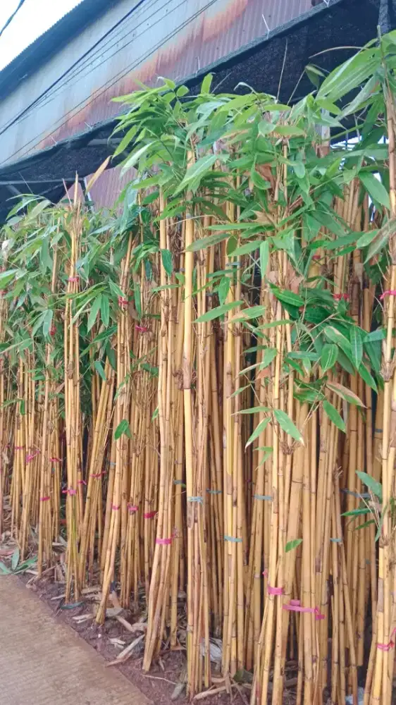 Jual bambu panda kuning
