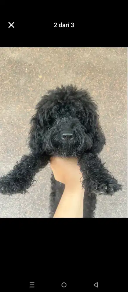 Anjing poodle hitam betina