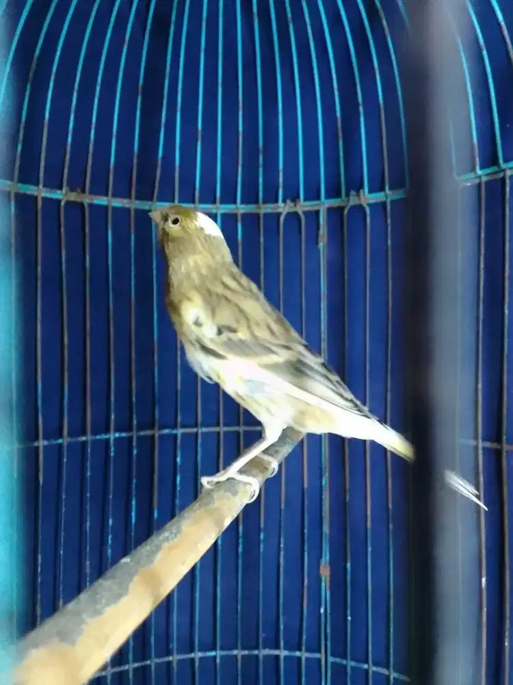 Kenari AfRasmi X Loper