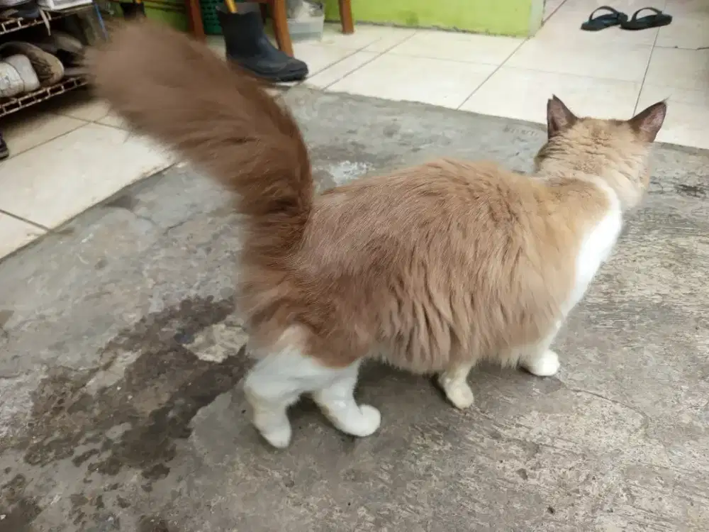 Kucing RagDooll