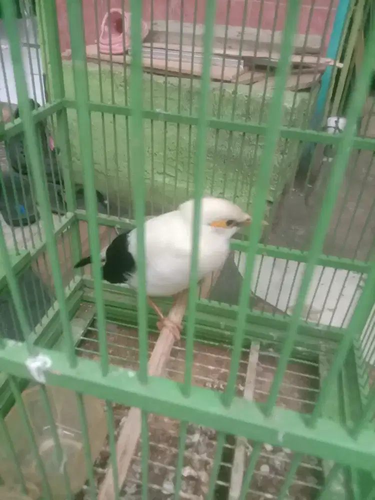 Si putih dan niasnya