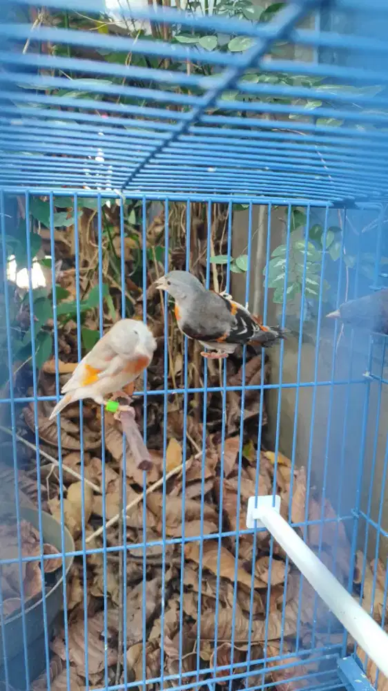 Red siskin betina DD