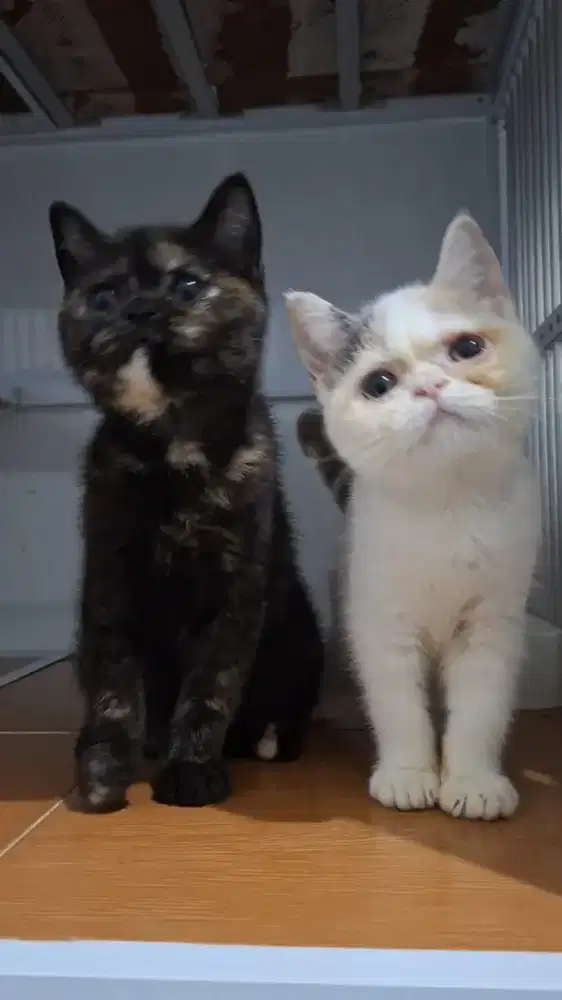 British Shorthair/Scottis