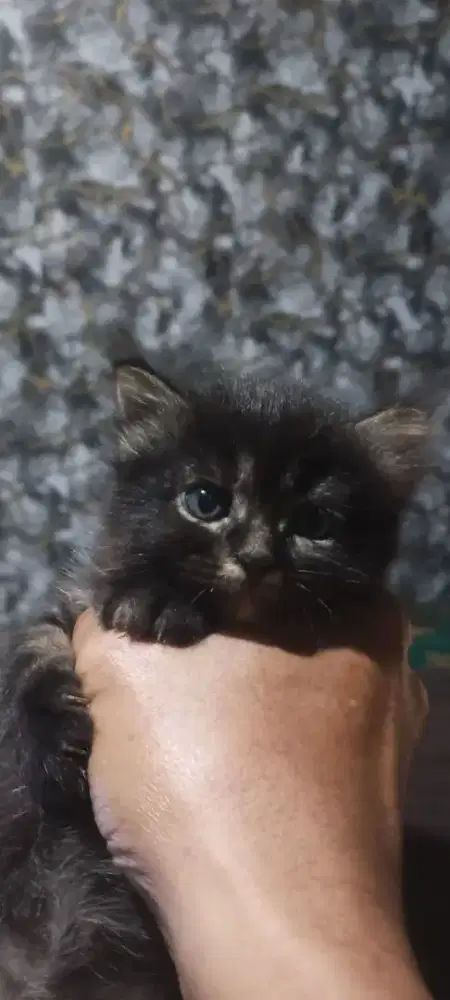 kitten persia medium