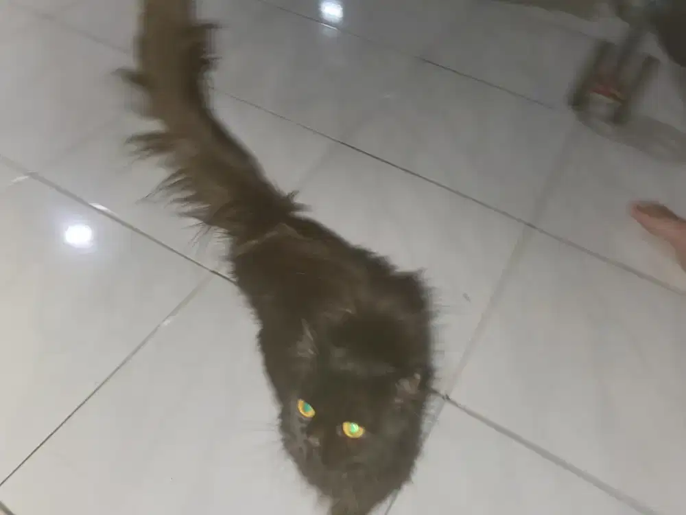 Kucing medium persia