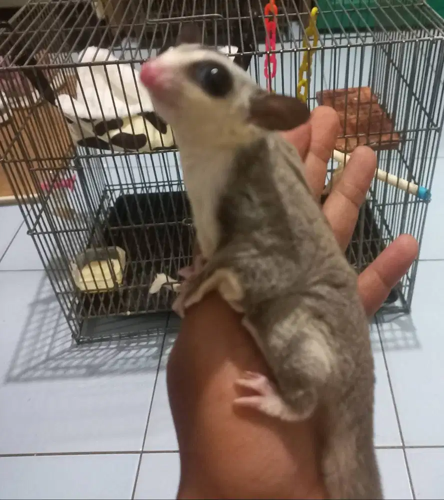 Sugar Glider White Face