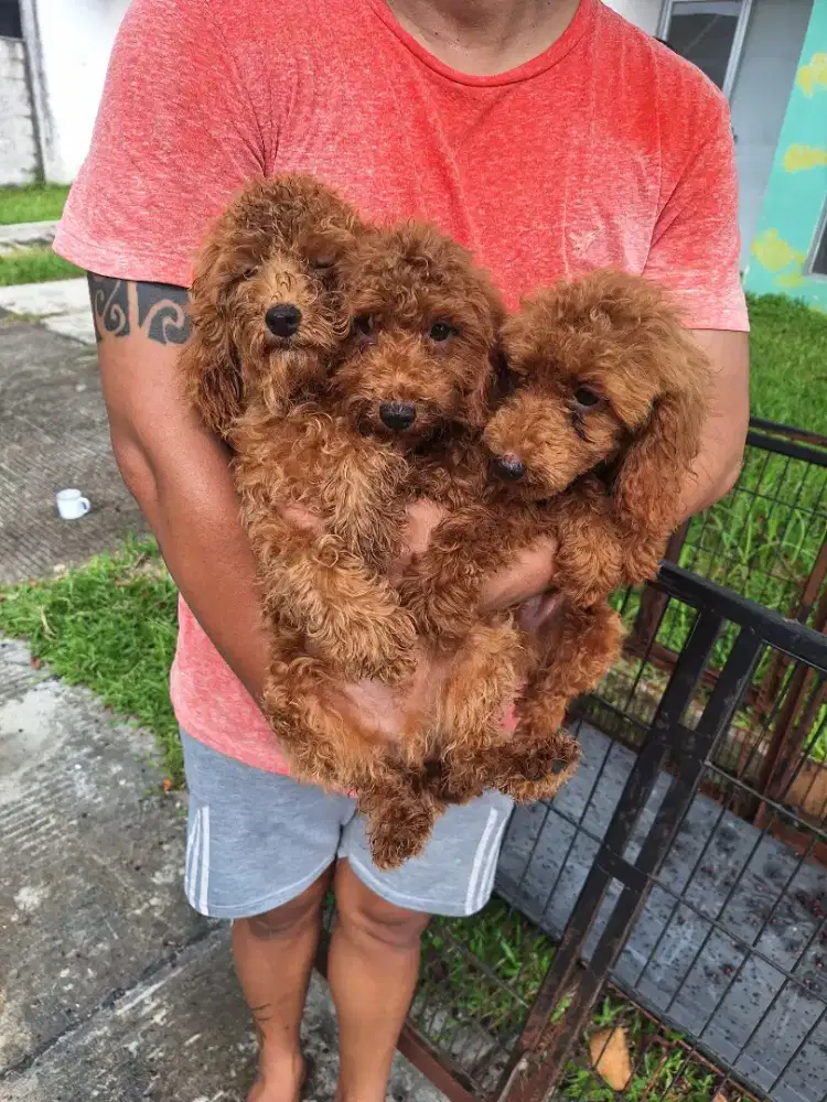 Dijual anakan poodle